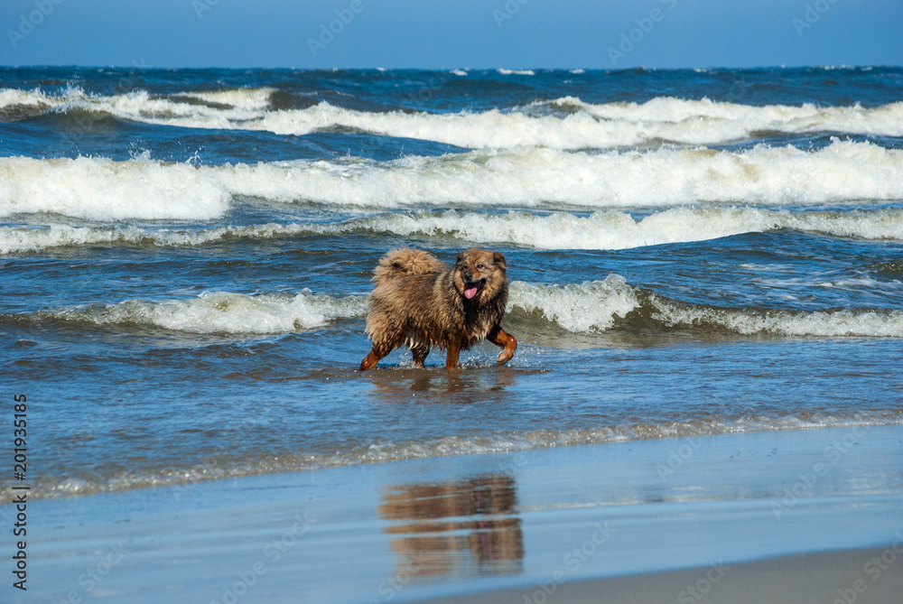 happy dog wets his feet in the surf on a sand beach happy dog wets his feet in the surf on a sand beach