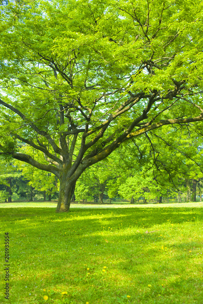 Park tree