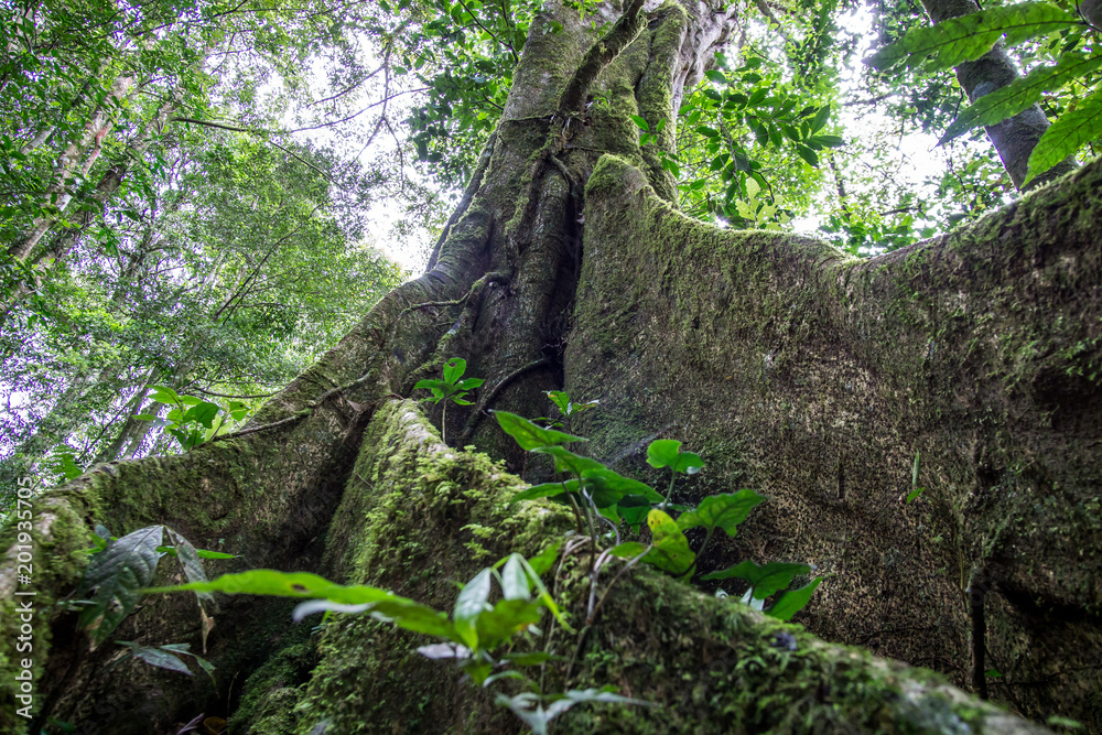 Fototapeta premium tree with visible roots in the middle of the forest