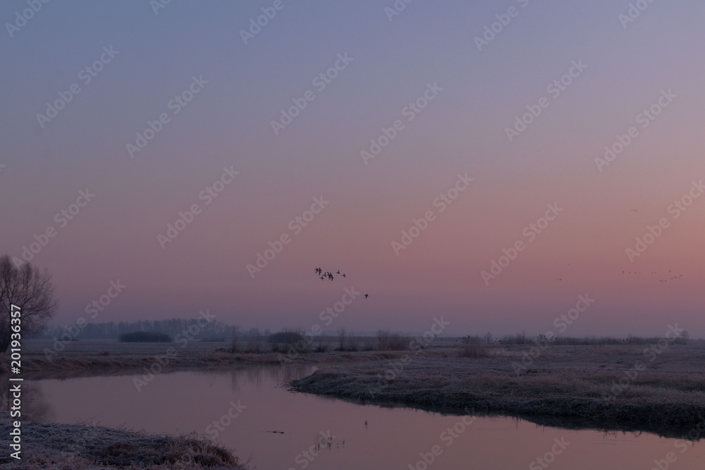 Fototapeta premium wild birds flying at sunny day at the river side in the winter time 