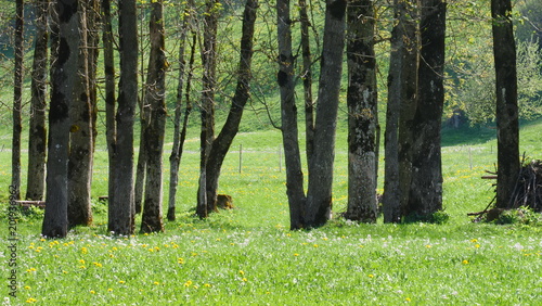 Little forest in green grass