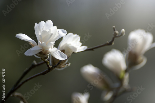 Flowering Magnolia Tulip Tree. Chinese Magnolia x soulangeana ( Magnoliaceae ) blossom with tulip-shaped flowers. Hybrid of Magnolia denudata and liliiflora