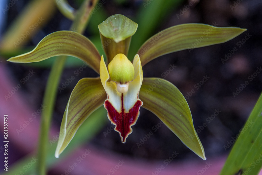 Obraz premium Springtime