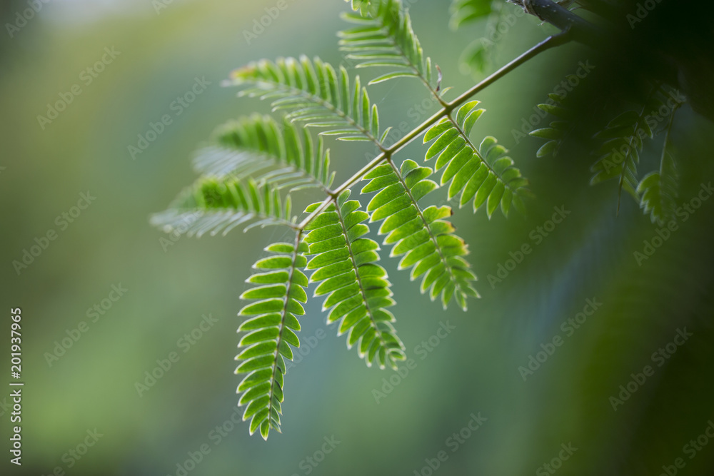 Green Leaves Green Leaves