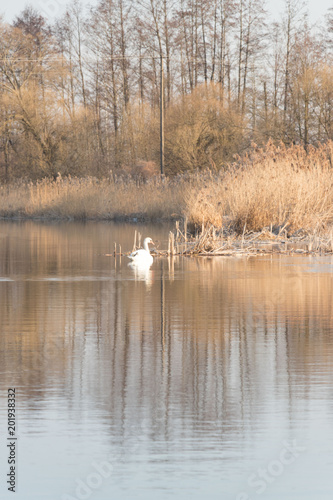 wild swan at the autumn river with great sun rays 