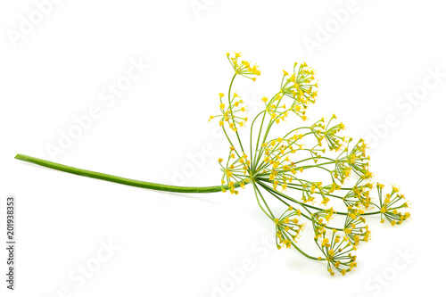 Wild fennel flower isolated.