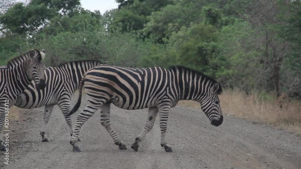 Zebra social hierarchy crossing behaviour Zebra social hierarchy crossing behaviour