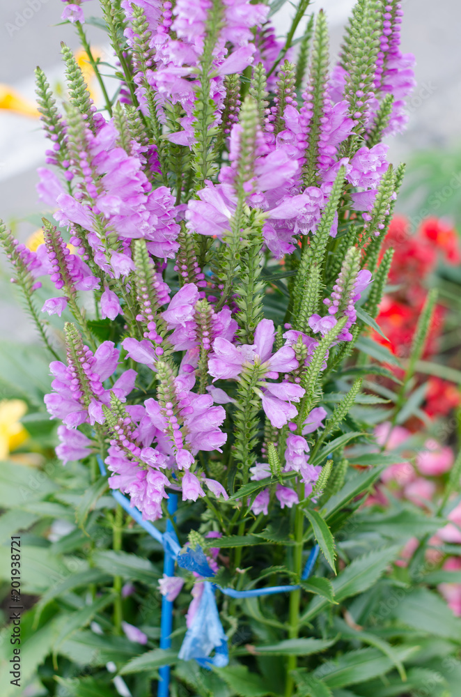 道端の花 Stock Photo Adobe Stock 道端の花 Stock Photo Adobe Stock