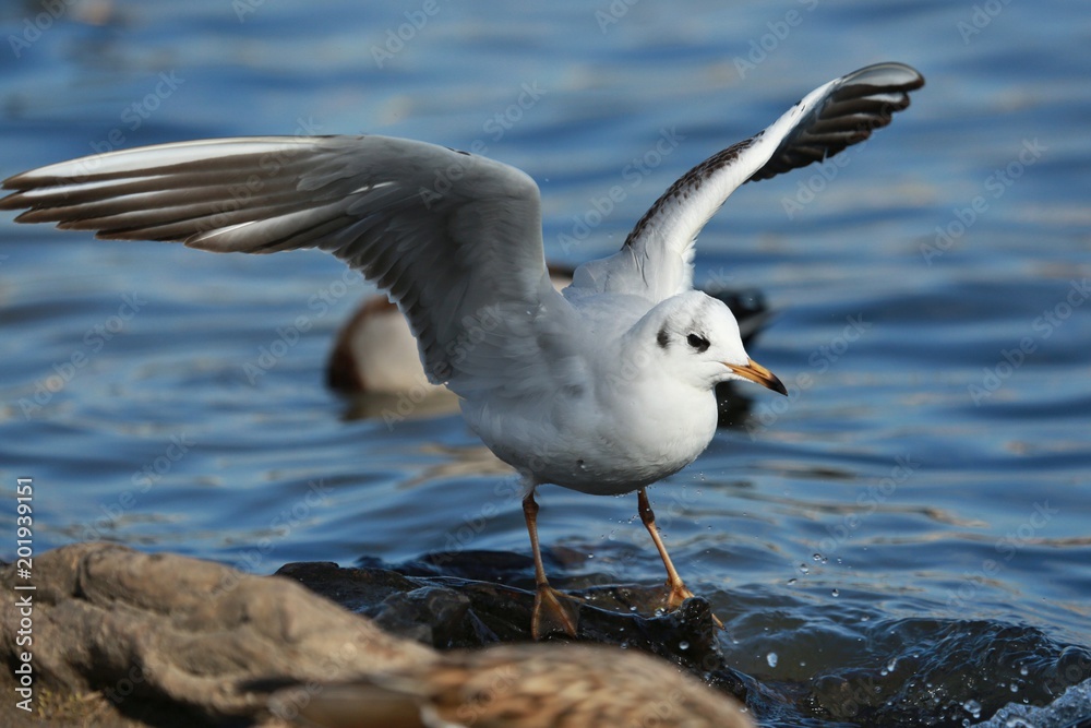 Young seagull (Chroicocephalus ridibundus) standing on the stony river bank with his wings open ready to fly, blue water with drops in background Young seagull (Chroicocephalus ridibundus) standing on the stony river bank with his wings open ready to fly, blue water with drops in background