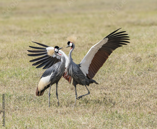 Be My Partner for Life - A male grey crowned crane dances around a female prospect and tries to convince her that it's mating time. Ngorongoro Crater, Ngorongoro Conservation Area, Tanzania, Africa.