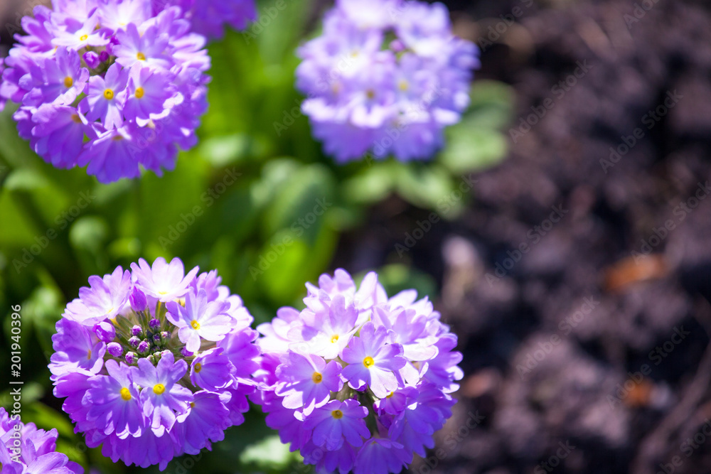 Obraz premium small purple flowers view from above
