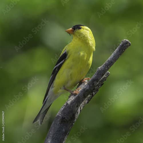 Wary Goldfinch