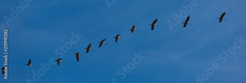 Panorama of flock of birds in sky