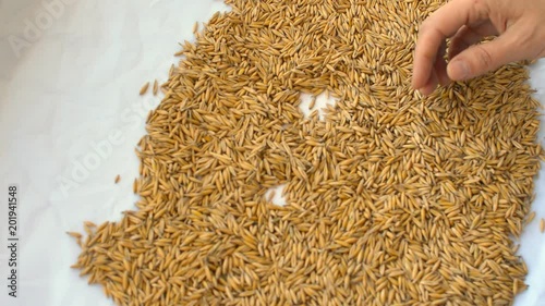 the girl touched a grain of hands , goes through oats photo