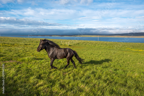 Horses in Vatnsnes peninsula  Iceland