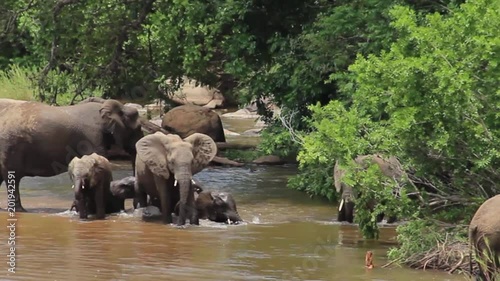 Elephants play and socialize by the river, babies rolling in the water