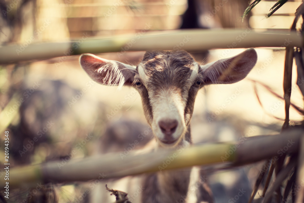 Fototapeta premium Baby Goat