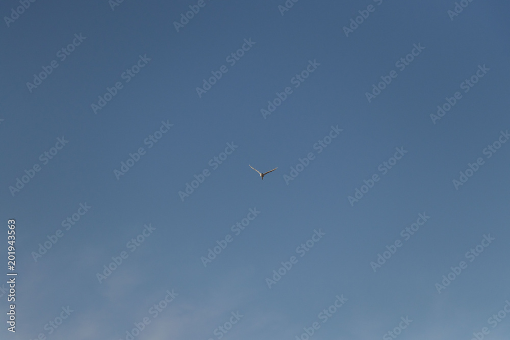  wild bird flying against the blue sky