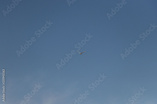  wild bird flying against the blue sky