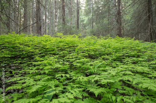 Fern growing in front of coniferous forest in Dalarna, Sweden