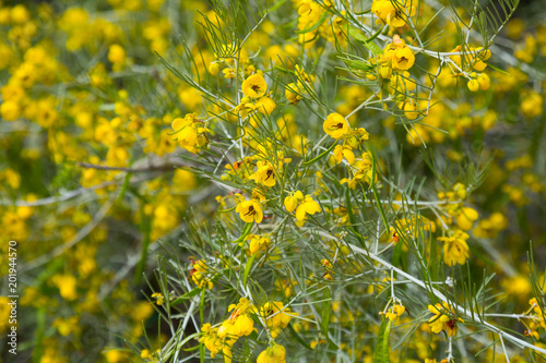 senna artemisioides yellow flowers photo