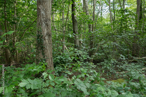 Vegetation in deciduous forest