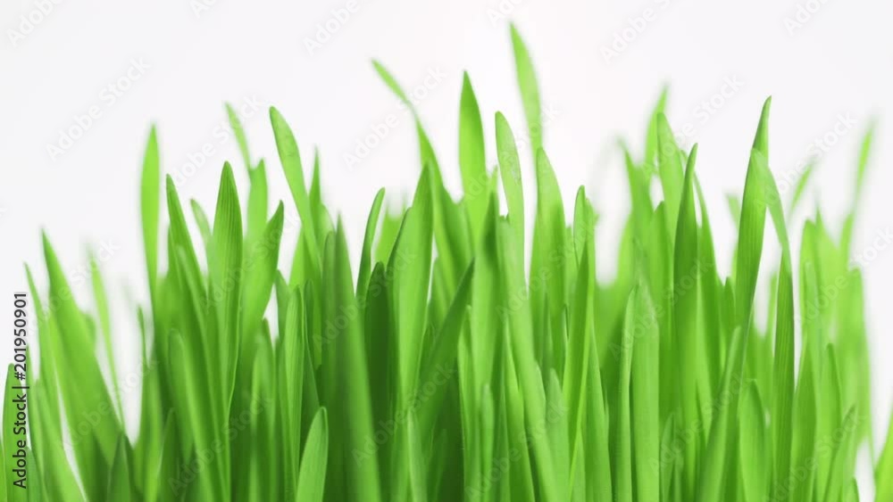 A texture of a rotating bright green grass on a white background. Lawn fresh grass close-up rotate A texture of a rotating bright green grass on a white background. Lawn fresh grass close-up rotate