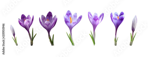 photorealistic vector crocus saffron flower set. early spring purpler bloom and green levaes isolated design template