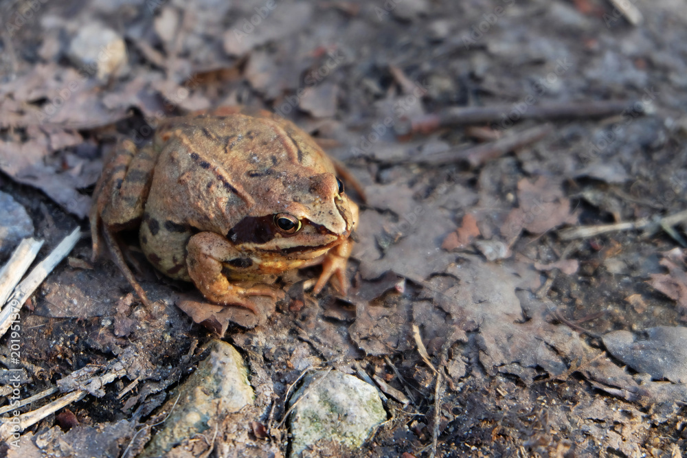 Obraz premium Brown frog in the woods in early spring. Rana temporaria frog sits on the stubbly foliage.