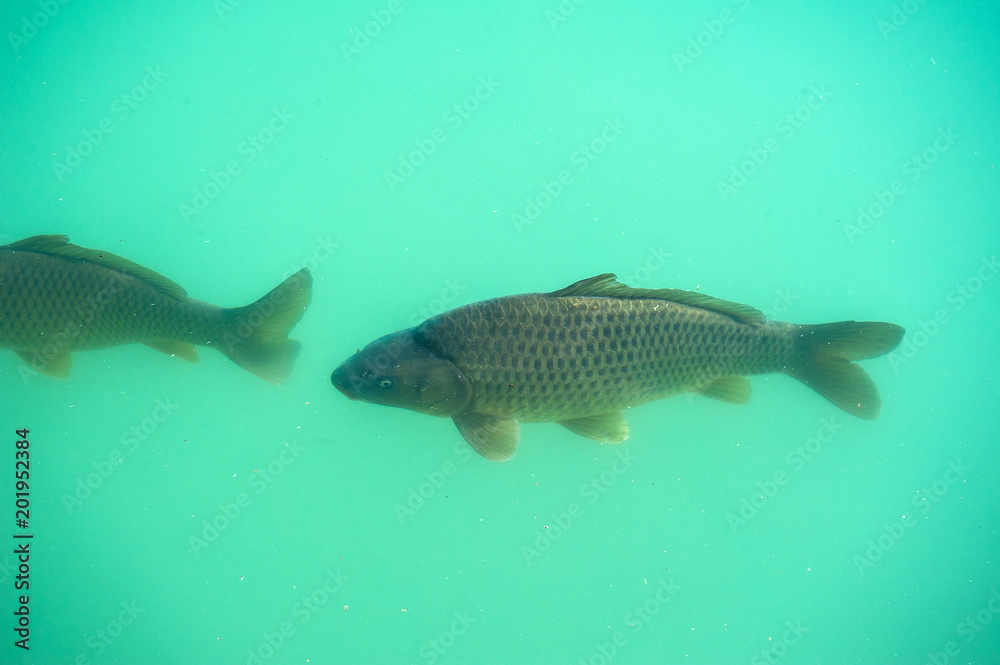 Karpfen, fisch, hellbrunn, salburg Karpfen, fisch, hellbrunn, salburg