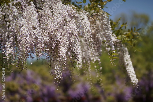 Yokosuka Iris Garden  Capitão Wisteria photo