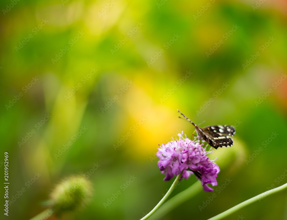 Obraz premium mariposa sobre cardo