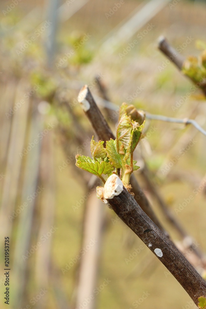Leaves grapes in the vineyard with nature Leaves grapes in the vineyard with nature