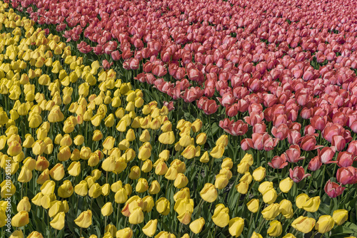 Fototapeta Naklejka Na Ścianę i Meble -  Dual bands of yellow andred tulips flowers under a hash sun light at Lisse, Netherlands