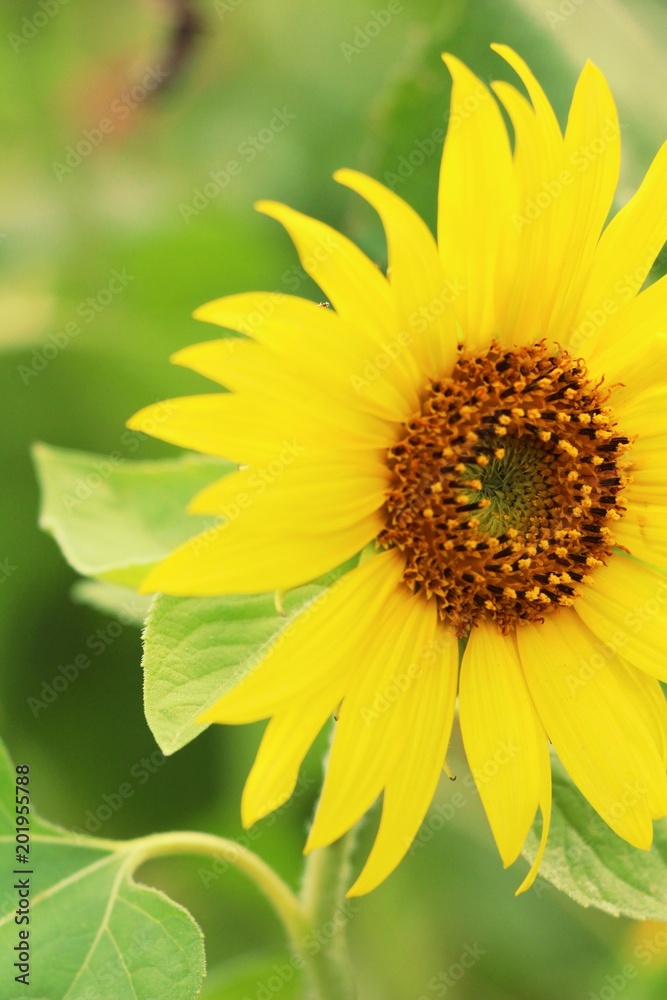 Sunflowers field at beautiful in the garden Sunflowers field at beautiful in the garden