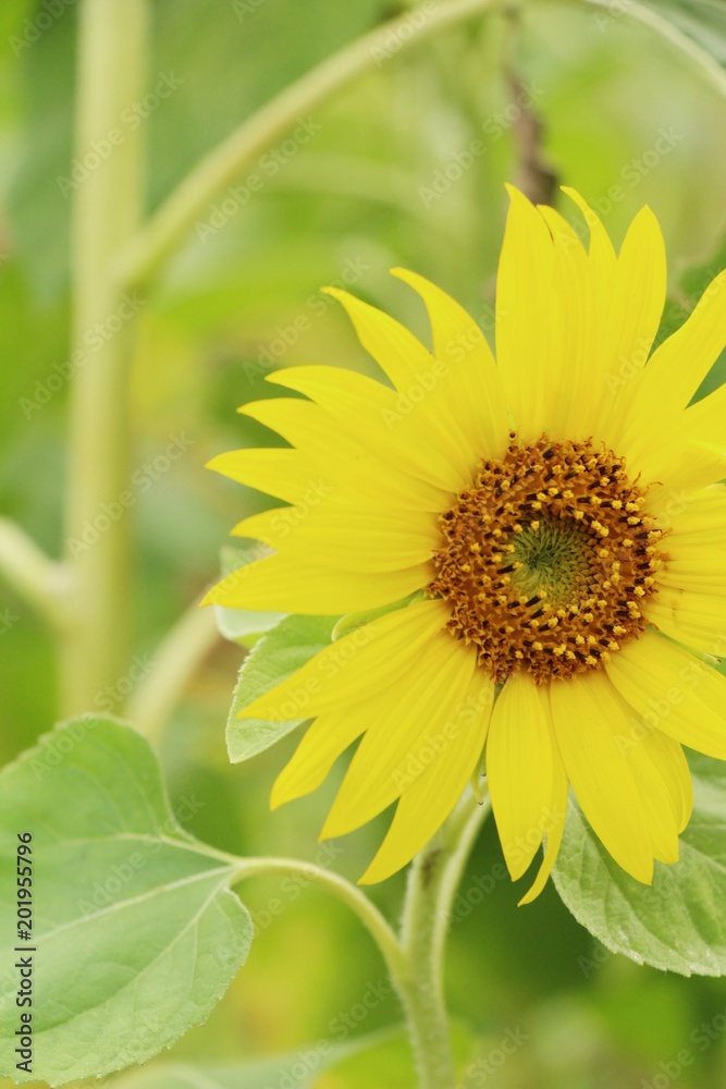 Obraz premium Sunflowers field at beautiful in the garden