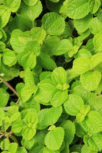Pepper mint leaves in garden with nature © seagames50