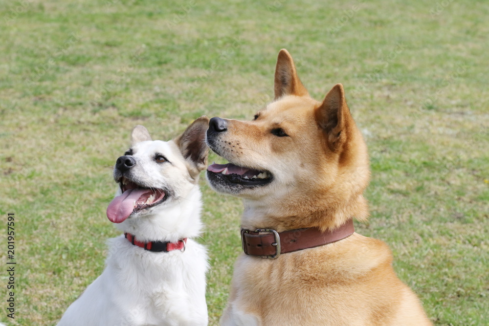 保護された犬