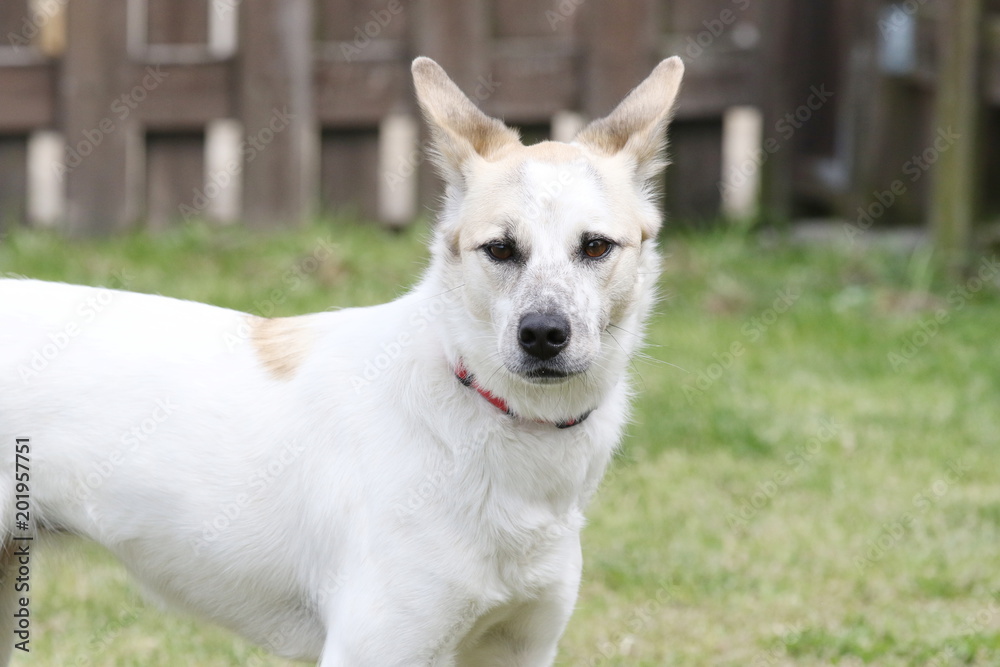 保護された犬