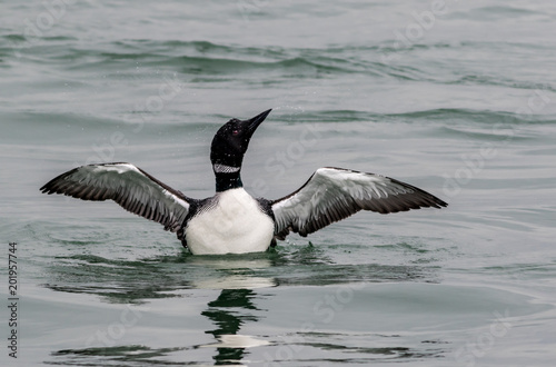 Common Loon (Gavia immer) male has striking black and white plumage in the springtime as he spreads wings in the blue bay, LBI, NJ