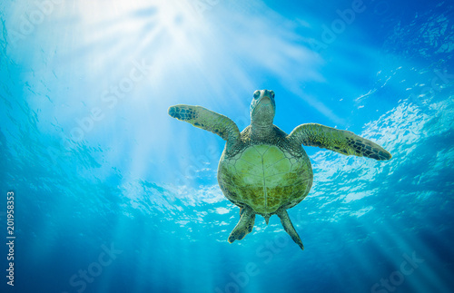 Obraz na plátně Turtle Belly