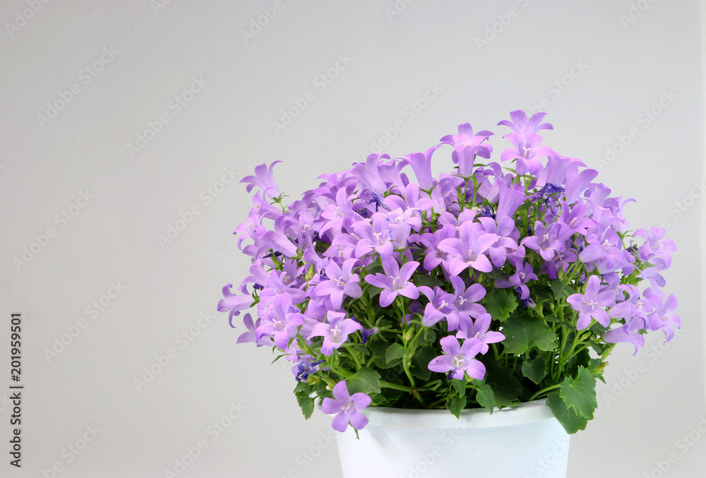 ベルフラワー 紫色の花 紫の草花 Stock Photo Adobe Stock