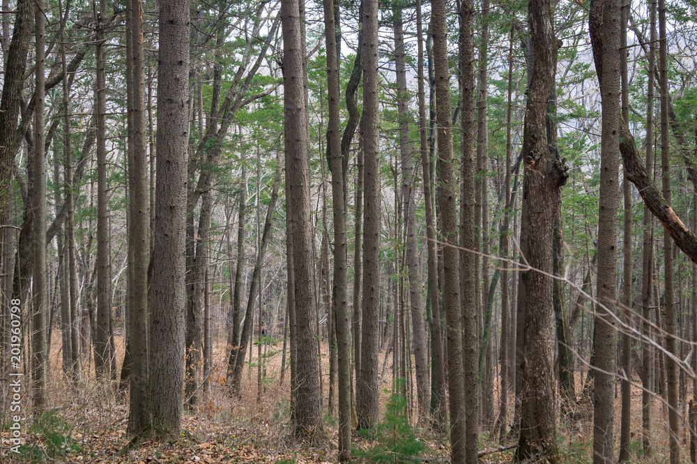 Tree trunks in the forest