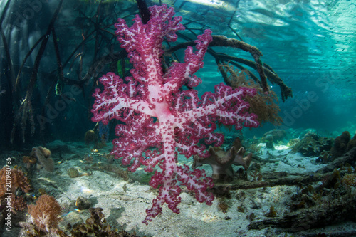 Vibrant Soft Coral in Mangrove Forest in Raja Ampat