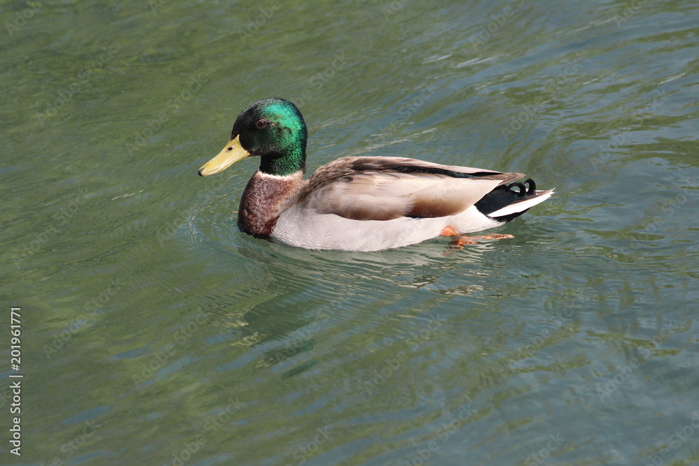 Obraz premium Mallard duck swimming in a pond