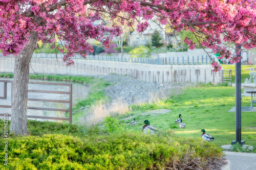 Ducks Resting Under Flowering Crab Tree photo