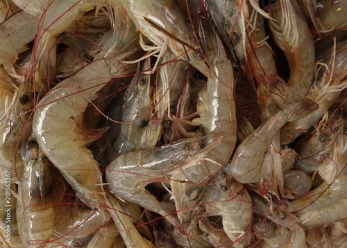 Fresh Raw Shrimp