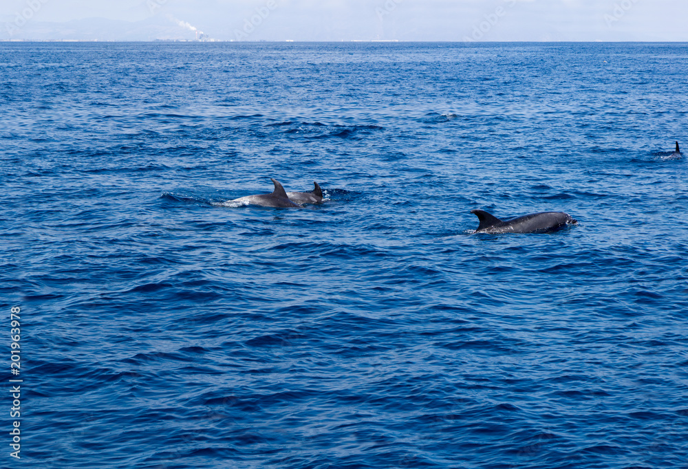 Naklejka premium Playful dolphins swimming in open ocean waters near Ventura coast, Southern California