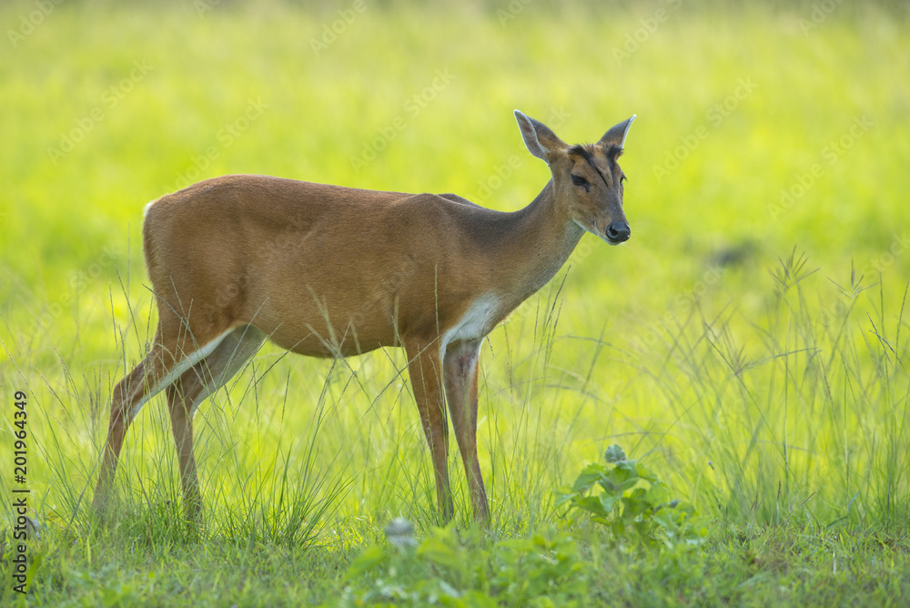 Closeup Barking deer on green grass (female) Closeup Barking deer on green grass (female)