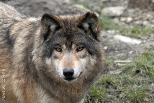 Wolf (Canis lupus), Tierportrait, captive, Deutschland, Europa